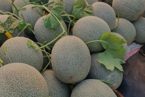Dưa Lưới Thắng Tân: Nông sản sạch, bảo vệ sức khỏe người tiêu dùng