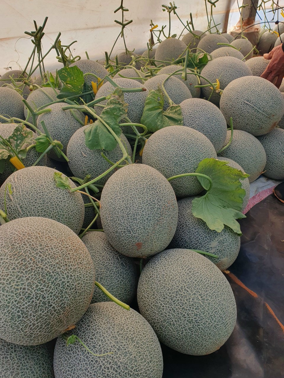 thu hoach dua luoi thang tan